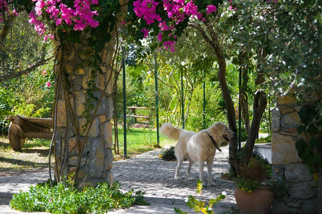 Olive Farm Of Datca Guesthouse (Adults Only) Exterior photo